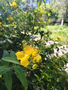 绽放的黄色花朵