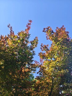 秋日树梢与湛蓝天空