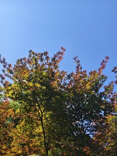 秋日多彩树梢映蓝天