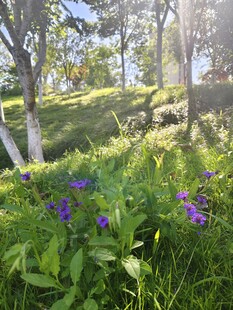 阳光照耀下的花草树林