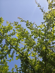 蓝天映衬下的翠绿树枝