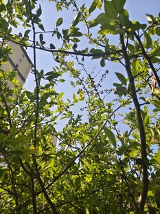 阳光下的繁茂绿植