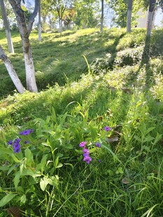 林间草地绽放的紫色小花