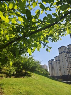 城市中绿意盎然的草地景观