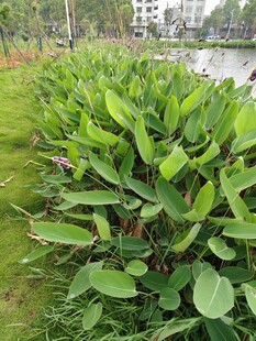 绿叶繁茂的植物景观