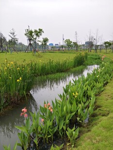 田园小河畔的自然景致