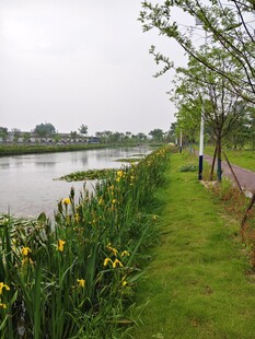 河畔美景 花草相伴行人