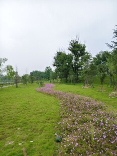 绿草繁花的美丽户外景致