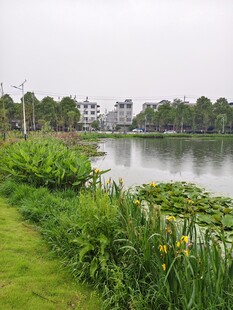 湖畔绿植环绕的宁静风光