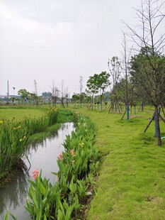 田园小河畔的清新景致