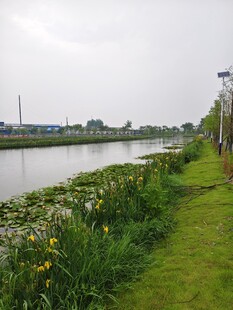 河畔绿草繁花风景如画