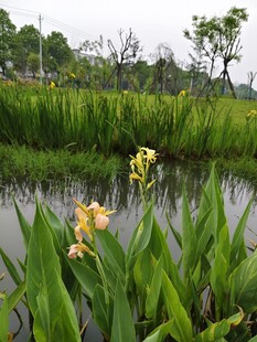 水边美人蕉绽放的景致