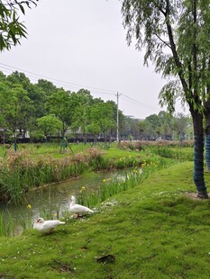 河畔绿景 白鹭悠然栖息