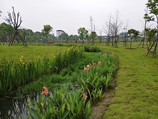 田园河畔美人蕉景观