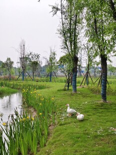 湖畔绿意盎然的自然景致