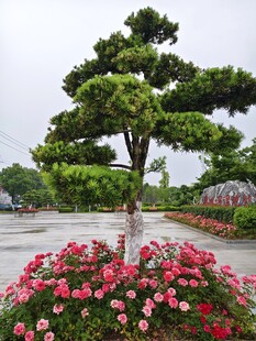 繁花簇拥的造型景观树