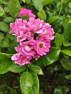 娇艳粉色蔷薇绽放绿叶间