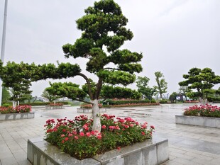 精致盆景装点广场景观