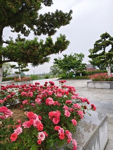 繁花绿树装点的美丽景致