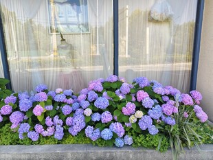 窗边绽放的紫色美丽花卉