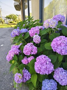 路边盛开的多彩绣球花