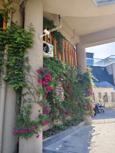 藤蔓缠绕 浪漫建筑一角