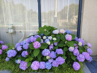 窗边绽放的多彩绣球花