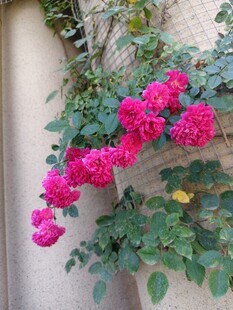 墙边绽放的艳丽三角梅