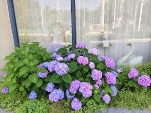 窗前绽放的美丽绣球花