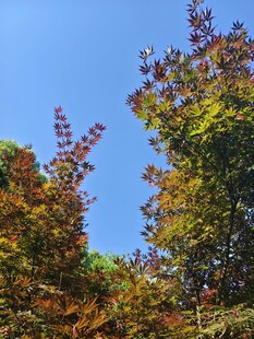 秋日多彩树梢映蓝天