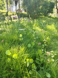 阳光照耀下的绿意盎然草地