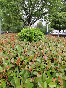 绿叶红边的繁茂植物景观