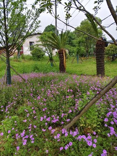 繁花盛开的户外花园景色