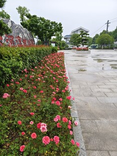 路边绽放的鲜艳月季花