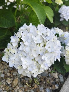 白色绣球花绽放于绿叶间