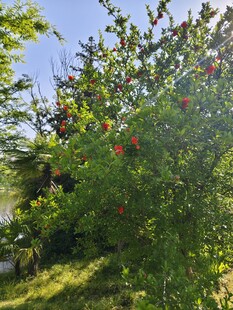 阳光下的繁茂石榴树