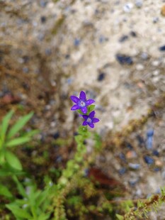 石缝中的紫色小花