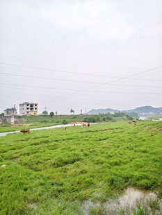 广袤绿野间的宁静景致