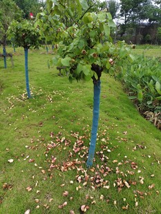 果园中果树与落叶