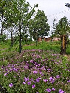 紫色花海中的绿树与房屋