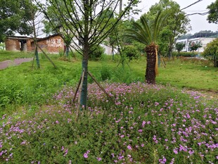 乡村繁花绿树景致