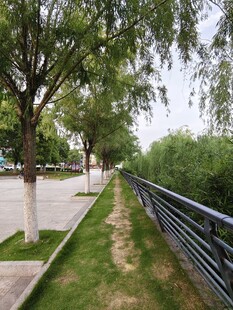 河畔绿树旁的宁静步道