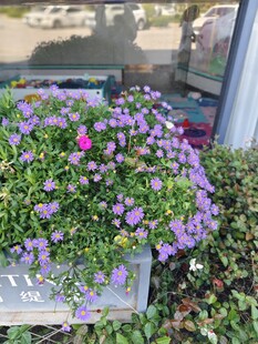 紫色小花盆栽清新景致