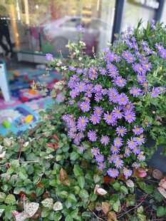 紫色小花绽放生机