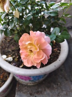 花盆中的娇艳粉色月季花