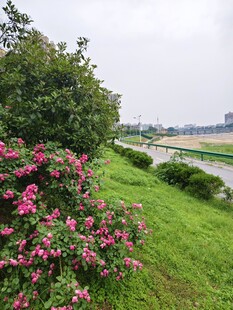 河畔繁花绿草美景