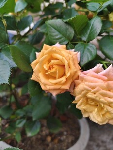 两朵娇艳黄玫瑰