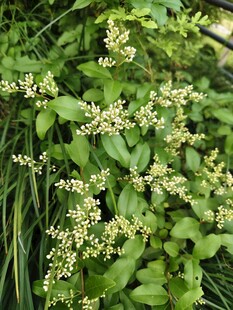 绿叶间的白色小花绽放