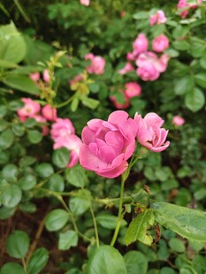 娇艳粉色蔷薇绽放绿叶间