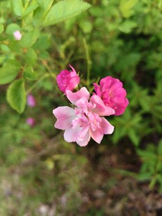 娇艳绽放的粉色蔷薇花